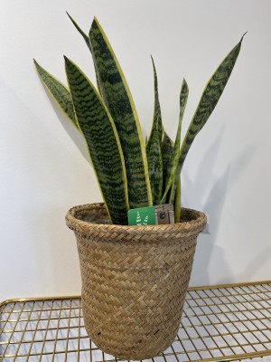6 inch Snake Plant in Basket