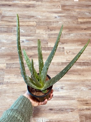 4 inch Aloe Vera Plant