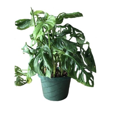 6 inch Philodendron Swiss Cheese