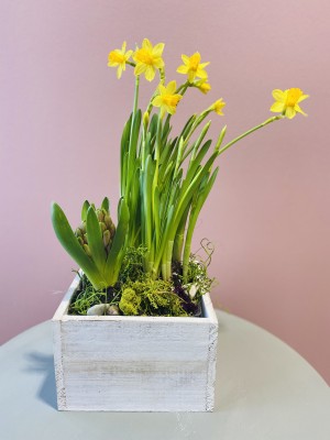 Spring Bulbs in Vintage White Wash Box